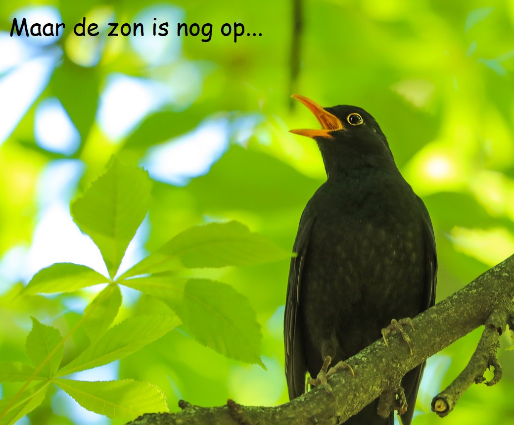 image for Maar de zon is nog op…